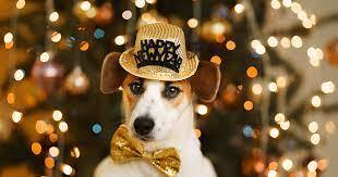 7 Tips For Your Dog on New Year’s Eve