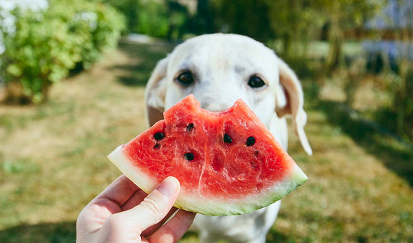 TOP 10 FRUITS DOGS CAN EAT SAFELY