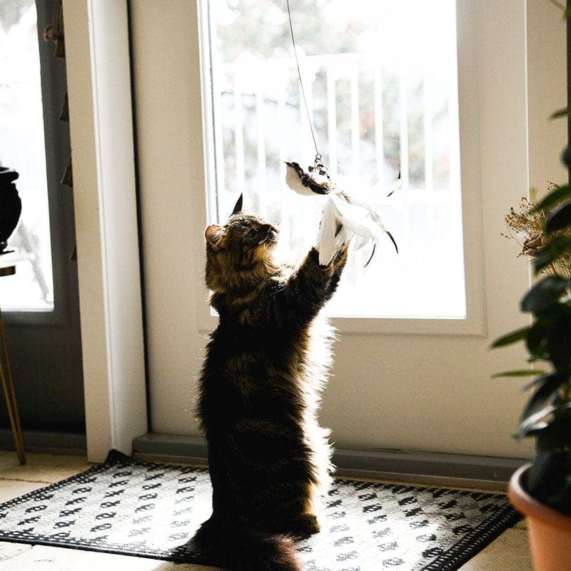 Zarpia® - Juego Interactivo para Gatos