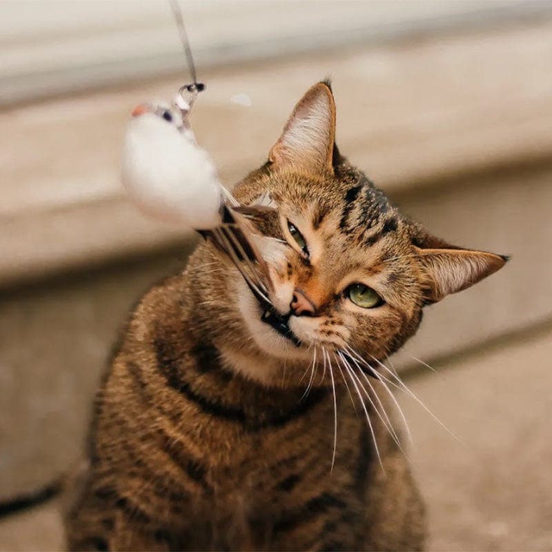 Zarpia® - Juego Interactivo para Gatos