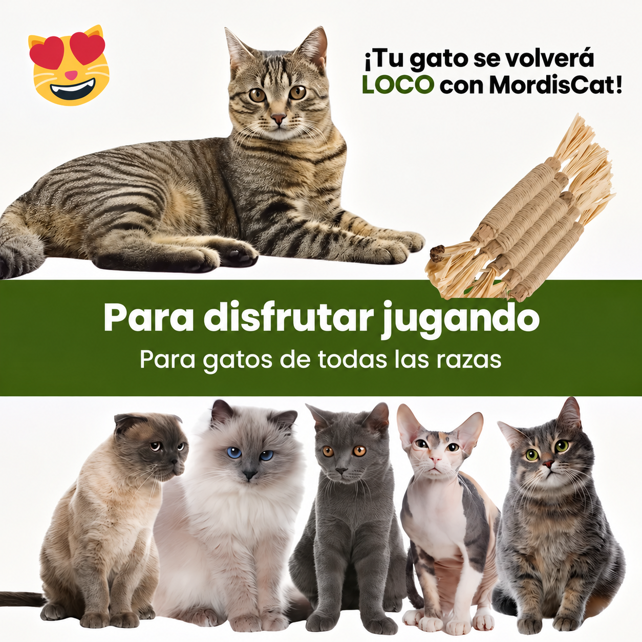 MordisCat gatos en español